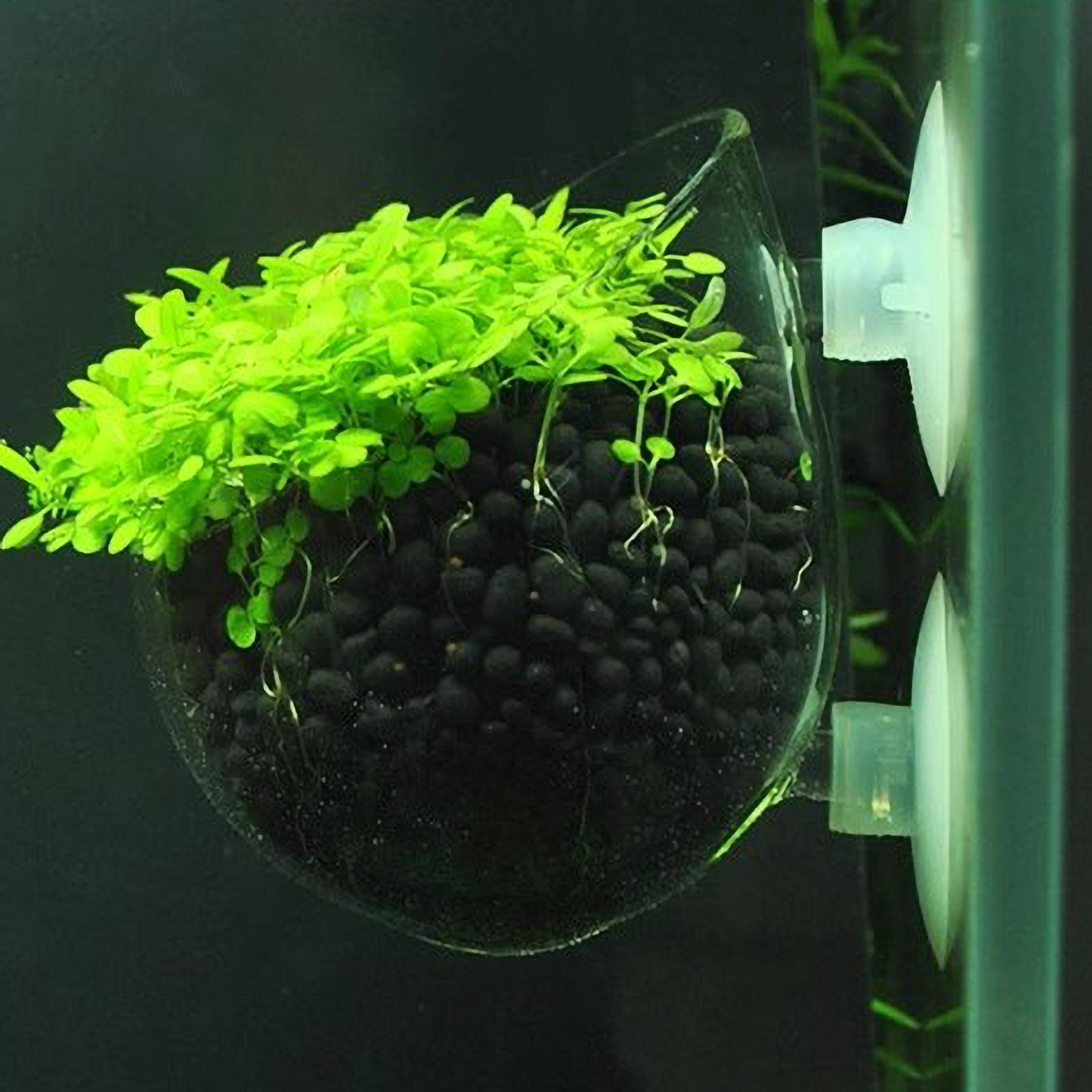 水槽用植物ホルダー ガラス製水草ポット 吸盤付き 生きた植物 - Terrarium Glass Bottle のレビューと価格