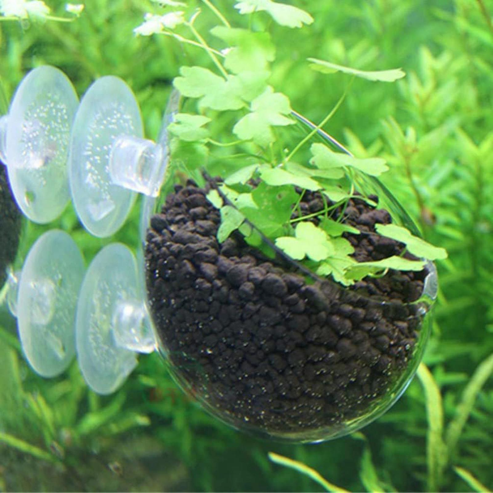 水槽用植物ホルダー ガラス製水草ポット 吸盤付き 生きた植物 - Terrarium Glass Bottle のレビューと価格