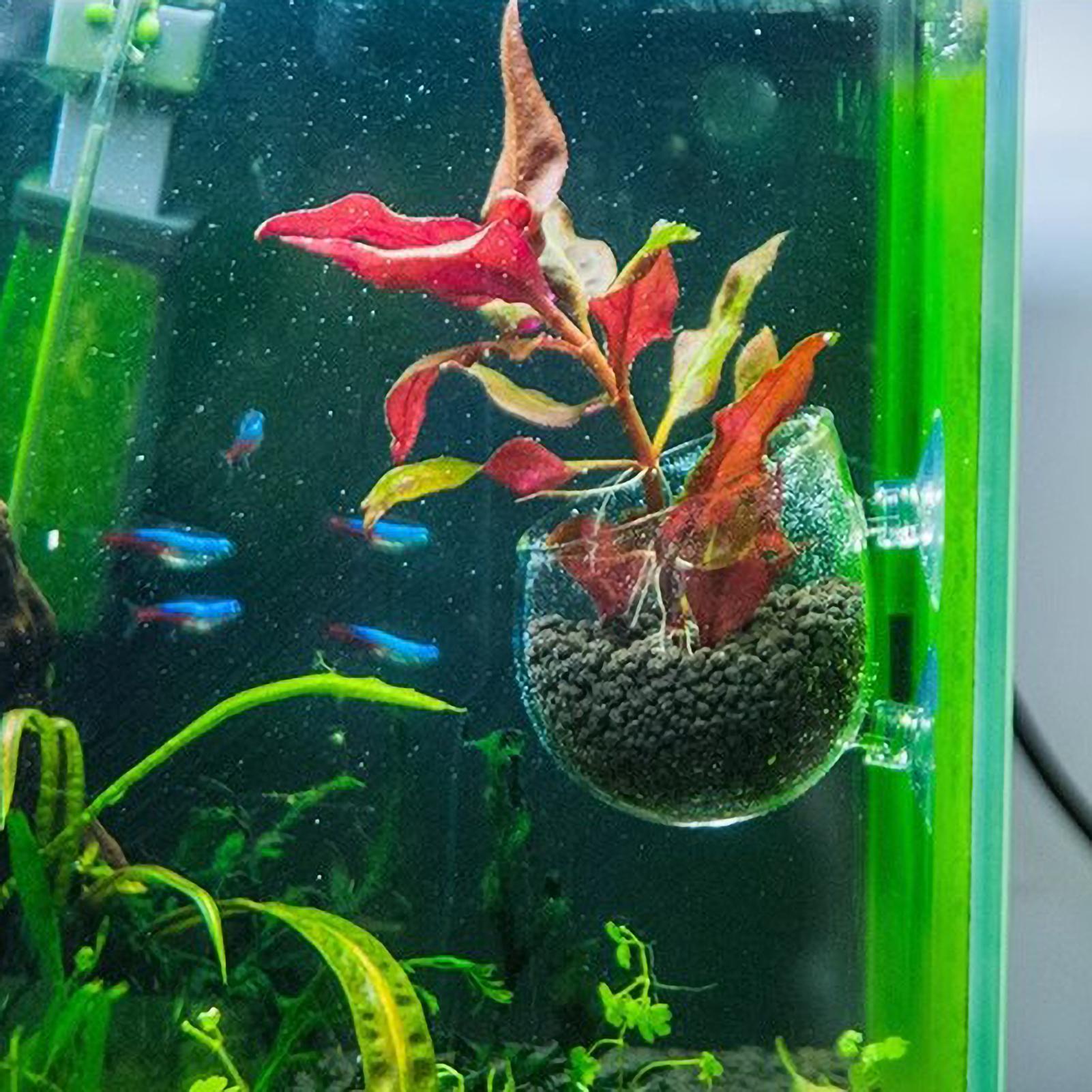 水槽用植物ホルダー ガラス製水草ポット 吸盤付き 生きた植物 - Terrarium Glass Bottle のレビューと価格