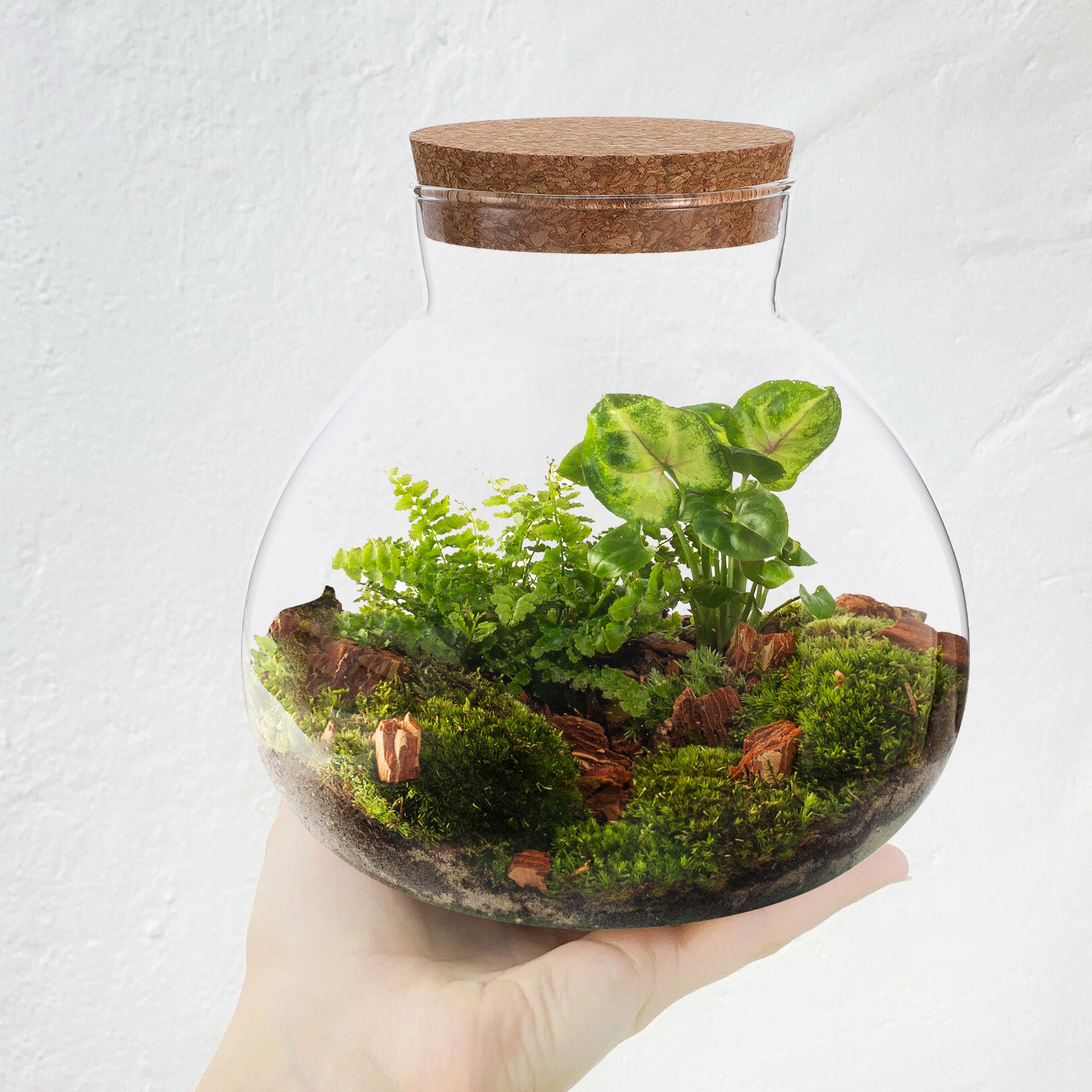 ガラステラリウム生態ボトル 15cmx16cm 丸型コルク蓋 - Terrarium Glass Bottle のレビューと価格